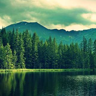 Pine summer wallpaper