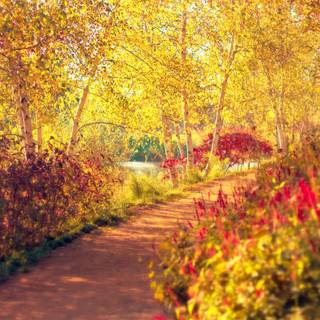 Warm autumn desktop wallpaper