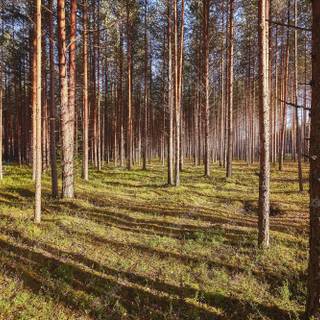 Pine summer wallpaper