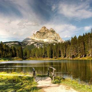 Pine summer wallpaper