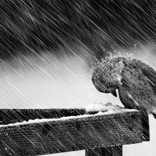 Black and white rain wallpaper