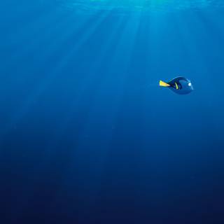 Finding Nemo 4k wallpaper