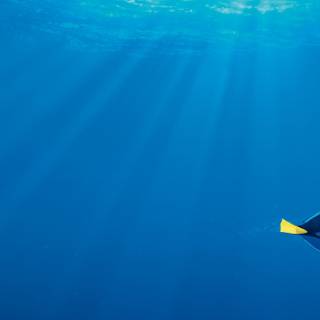 Finding Nemo 4k wallpaper