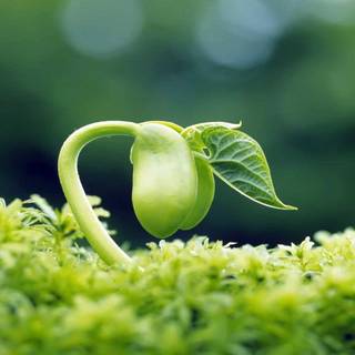 Beautiful seed wallpaper