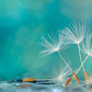 Beautiful seed wallpaper