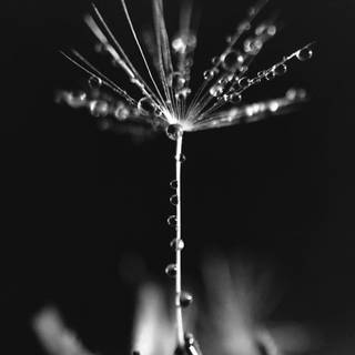 Beautiful seed wallpaper