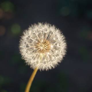 Beautiful seed wallpaper