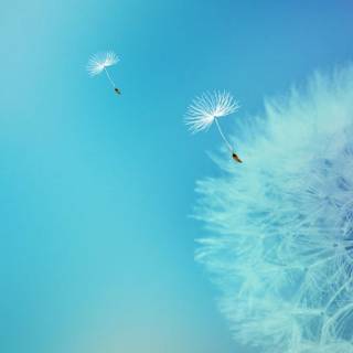 Beautiful seed wallpaper