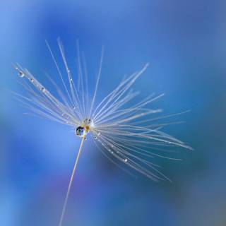 Beautiful seed wallpaper