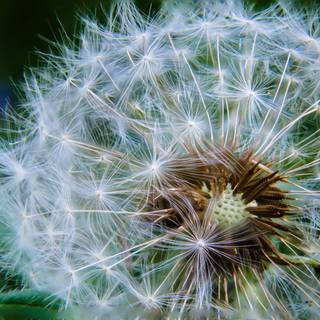 Beautiful seed wallpaper