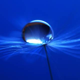 Beautiful seed wallpaper