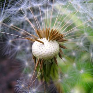 Beautiful seed wallpaper