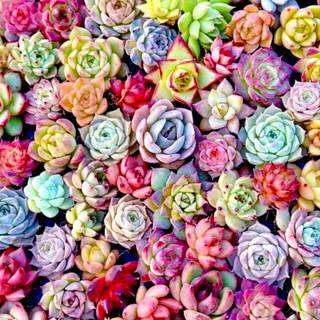 Beautiful seed wallpaper