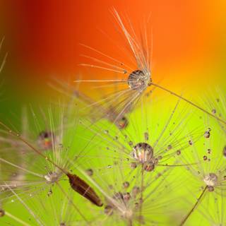 Beautiful seed wallpaper