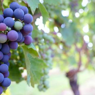 Grape vine wallpaper