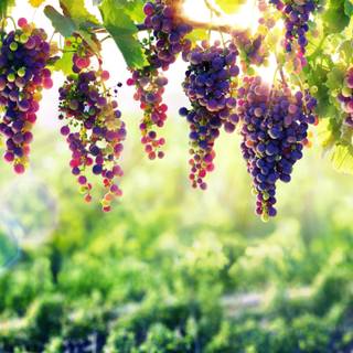 Grape vine wallpaper