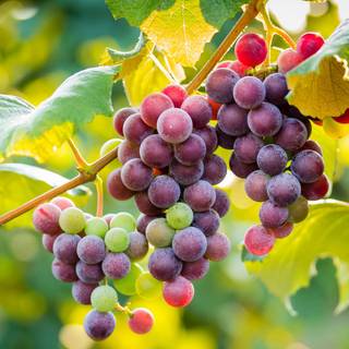 Grape vine wallpaper