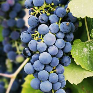 Grape vine wallpaper