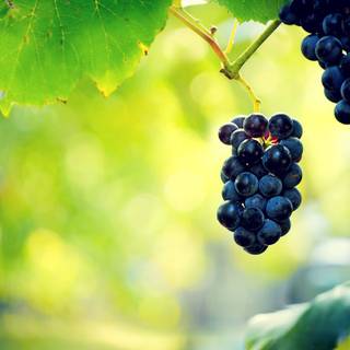 Grape vine wallpaper