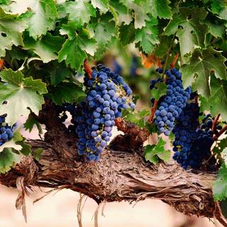 Grape vine wallpaper