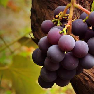 Grape vine wallpaper