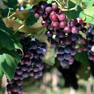 Grape vine wallpaper