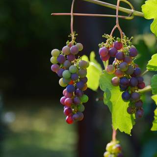 Grape vine wallpaper