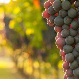 Grape vine wallpaper