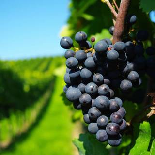 Grape vine wallpaper