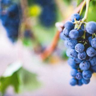 Grape vine wallpaper