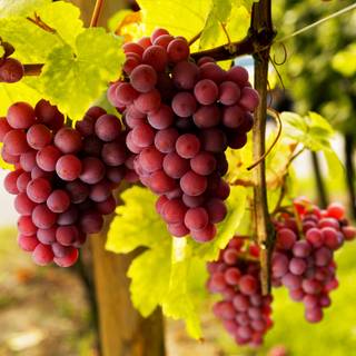 Grape vine wallpaper
