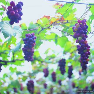 Grape vine wallpaper