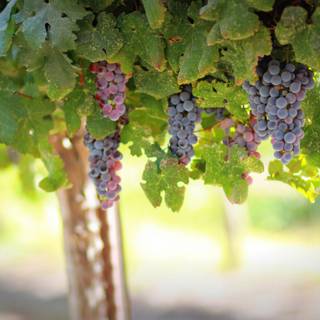 Grape vine wallpaper
