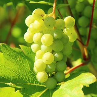 Grape vine wallpaper
