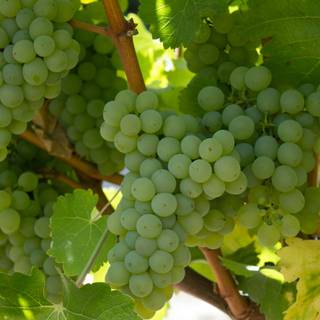 Grape vine wallpaper