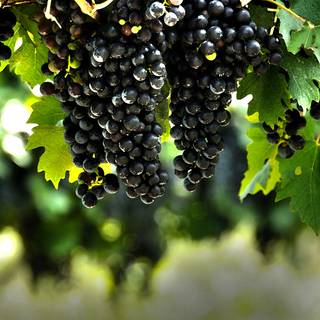 Grape vine wallpaper