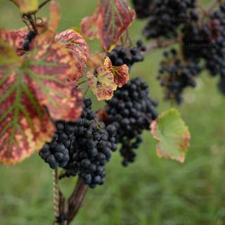 Grape vine wallpaper