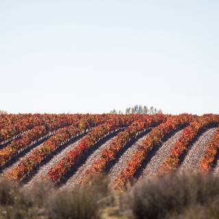 Grape vine wallpaper