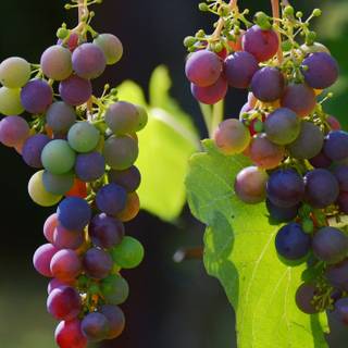Grape vine wallpaper