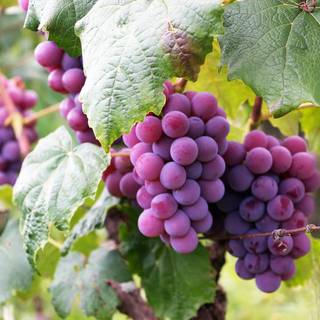 Grape vine wallpaper
