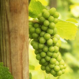 Grape vine wallpaper
