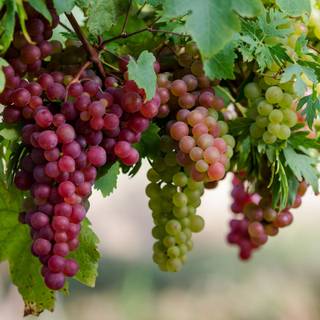 Grape vine wallpaper