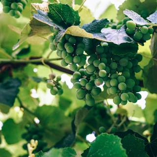 Grape vine wallpaper
