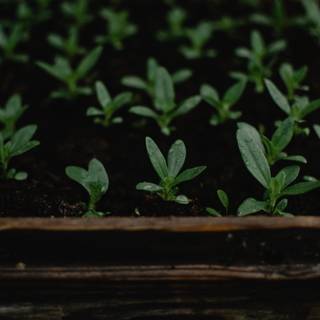 Seedlings wallpaper