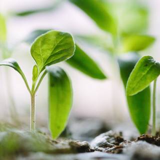 Seedlings wallpaper