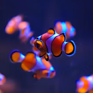 Sea animal 4k wallpaper