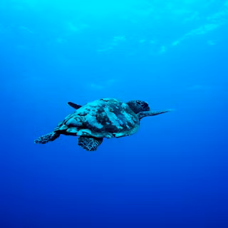 Sea animal 4k wallpaper