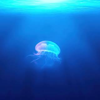 Sea animal 4k wallpaper