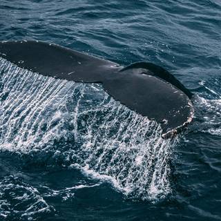 Sea animal 4k wallpaper