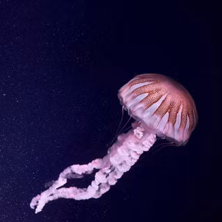 Sea animal 4k wallpaper